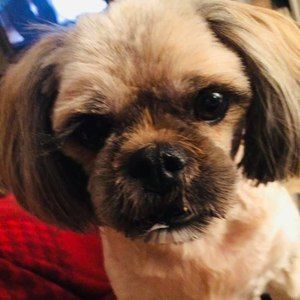 Meet your Posher, Heidi